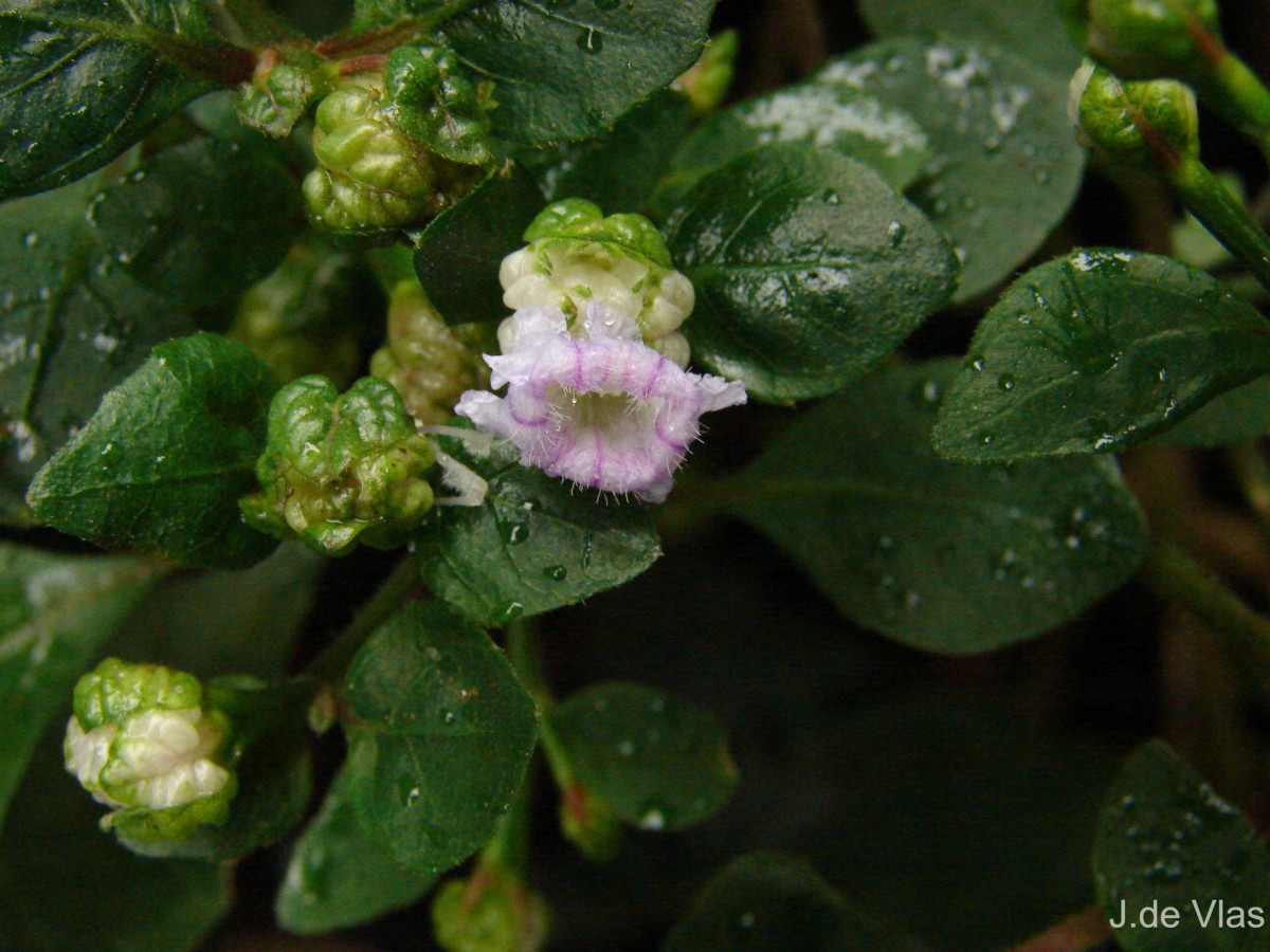 Strobilanthes walkeri Arn. ex Nees